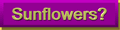 sunflower button